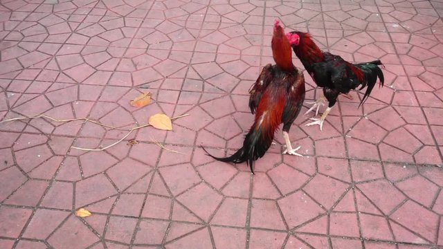 HD super slow motion 1920x1080 Roosters circling and attacking each other at cockfight in Thailand.