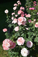 Rosier rose au printemps au jardin