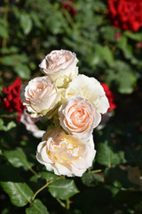 Fototapeta na wymiar Rose pâle en bouquet au jardin au printemps