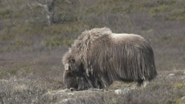 wild musk ox in norway