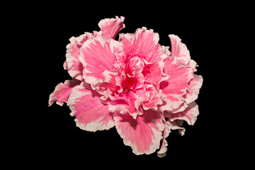 Azaleenblühten