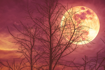 Night landscape of sky with super moon behind silhouette of dead tree.