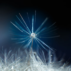 Fototapeta premium Dandelion with dew, macro