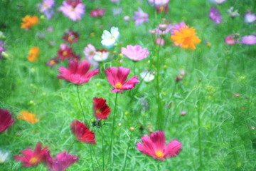 Fototapeta na wymiar Flower multicolored field / flower field in summer