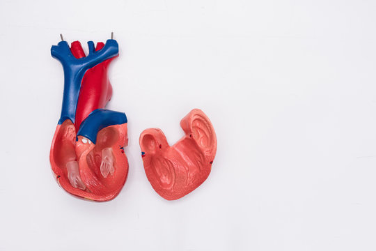 Close-up of Internal organs dummy on white background. Human anatomy model. Heart Anatomy Internal.