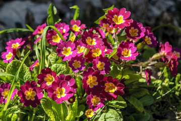 flowers in the town of Orbaneja of the Castle in the province of Burgos in Castile and Leon, Spain
