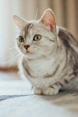 Beautiful cat - Scottish Straight breed is sitting on the floor on a cat carpet.