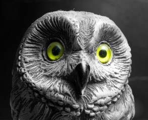 Owl's eyes