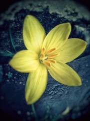 Beauty of a yellow flower