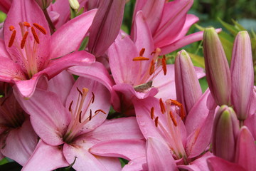Pink lily flower