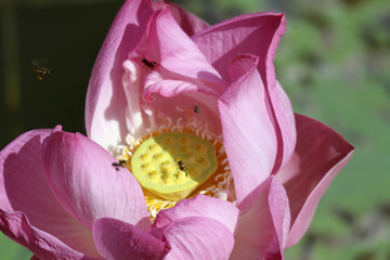 Indische Lotosblume Nahaufnahme  (Nelumbo nucifera)