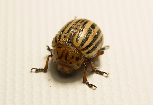 Parasite insect, Leptinotarsa decemlineata