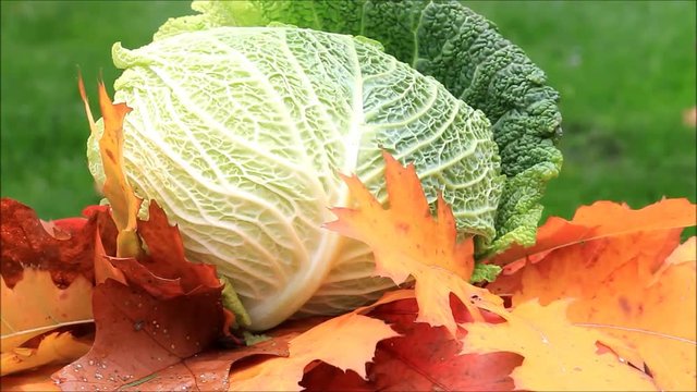 savoy vegetable rotate on autumn leaves
