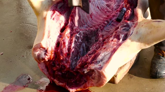 Fleecer in dirty boots in the yard chops pork spine using the heavy axe. He freshens a pig right in the open air. Inside the carcass of an animal lies a knife