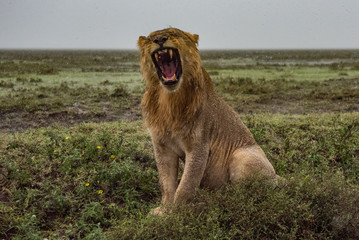 Naklejka na ściany i meble Lion tanzania serengeti(Panthera leo)