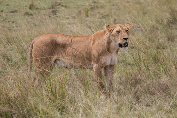 Fototapeta na wymiar Lion tanzania serengeti(Panthera leo)