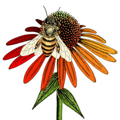 Bee on coneflower sketch. Colored hand drawn vector illustration of bee collecting nectar from honey flower.