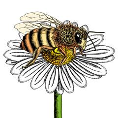 Bee on chamomile flower sketch. Colored hand drawn vector illustration of bee collecting nectar from honey flower.