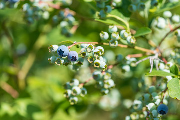 樹上のブルーベリーの実