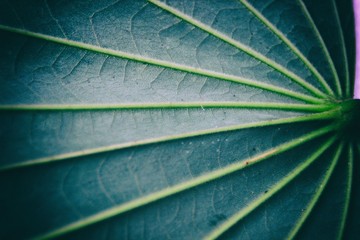 Pinnate Venation is vein arrangement in a leaf with one main vein extending from the base to the tip of the leaf and smaller veins branching off the main vein
