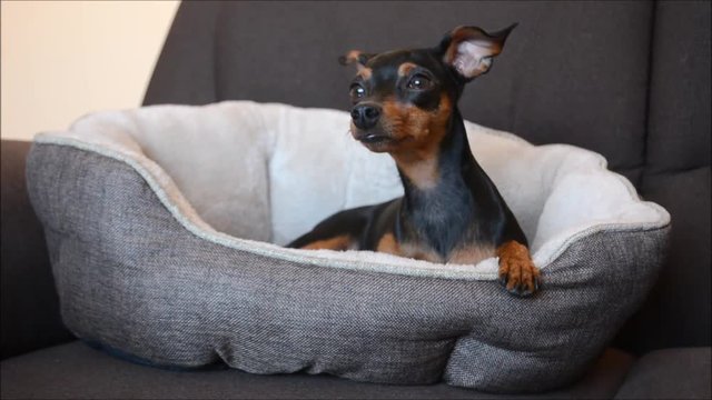 Cute German miniature pinscher dog relaxing in her dog bed on a couch in the living room