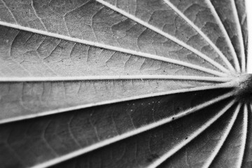 Pinnate Venation is vein arrangement in a leaf with one main vein extending from the base to the tip of the leaf and smaller veins branching off the main vein