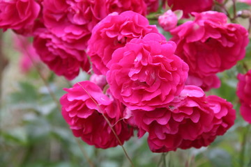 Beautiful pink rose in a garden