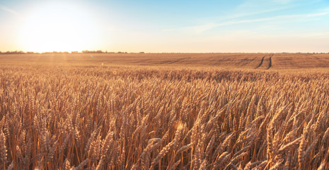 Wheat field and blue sky with picturesque clouds at sunset.