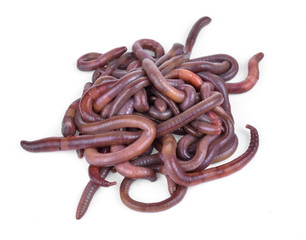 Obraz premium Earth worm isolated on white background