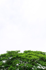 Top of the isolated tree