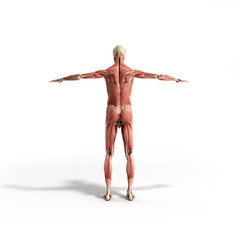 Human Muscle Anatomy 3d render on white