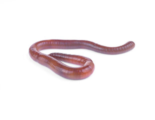 Earth worm isolated on white background