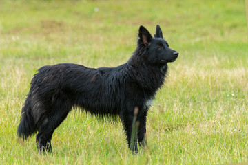 Altdeutscher H&uuml;tehund (Schwarzer)