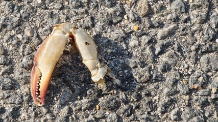 crab claw on the beach