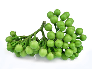 turkey berry isolated on white background