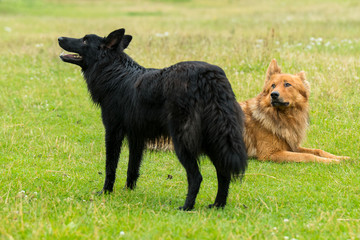 Altdeutschee H&uuml;tehunde (Harzer Fuchs und Schwarzer)