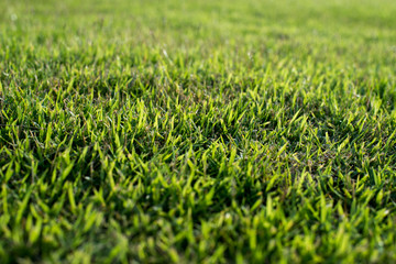 Empty space on grass
