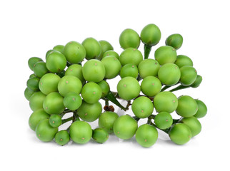 turkey berry isolated on white background