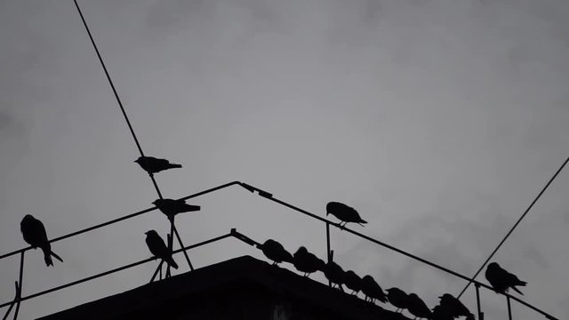 crows sitting on a wire on the roof.