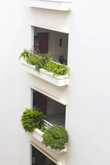 Green garden on white building balcony.