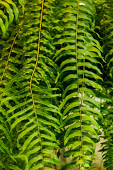 Fresh green fern leaves