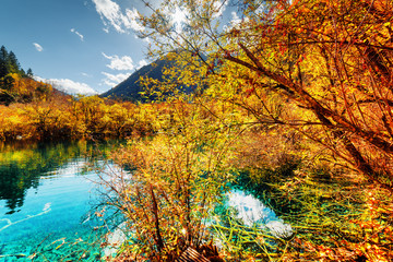 Amazing pond with azure crystal clear water among fall woods
