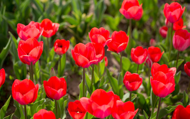 Obraz premium Beautiful red tulips in nature