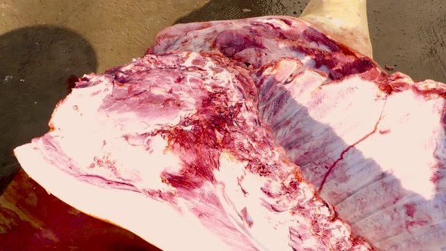 The main rule how fresh pigs is to scald the meat. Steam rises above the tasty meat. The pig was stabbed in the yard
