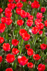 Beautiful red tulips in nature
