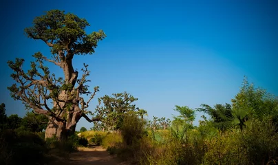 Papier Peint photo autocollant Baobab Forêt de baobabs, Dakar, Sénégal
