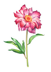 Watercolor hand painted illustration of red peony flower isolated on white background