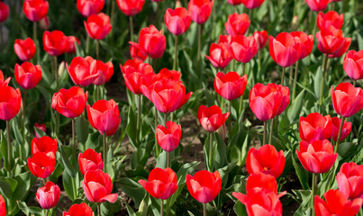 Beautiful red tulips in nature