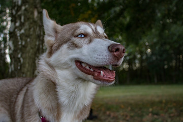 Husky 