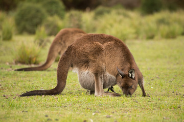 Mother Kangaroo eating grass